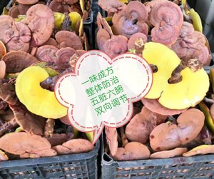 灵芝批发